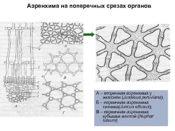 Воздухоносная паренхима аэренхима