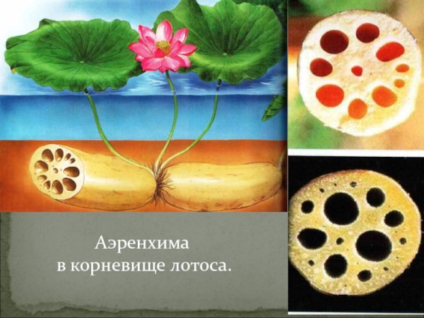 Аэренхима стебля рдеста, поперечный срез.