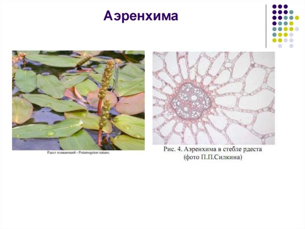 Воздухоносная паренхима функции
