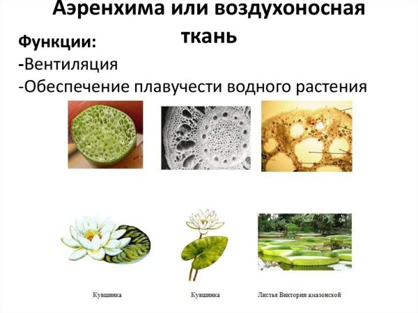 Поперечный срез стебля традесканции