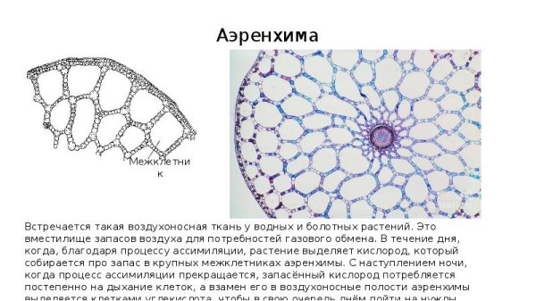 Воздухоносная паренхима аэренхима