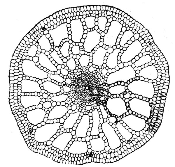 Поперечный срез стебля урути Myriophyllum verticillatum