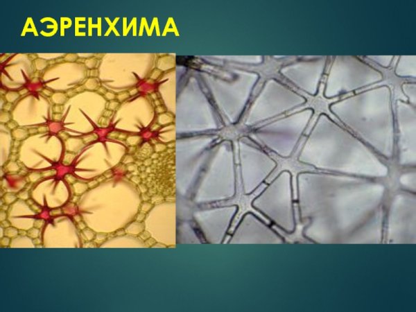 Аэренхима ткань растений