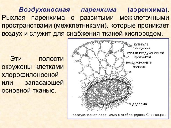 Воздухоносная ткань аэренхима