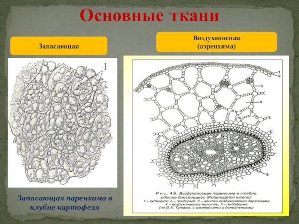 Воздухоносная ткань аэренхима