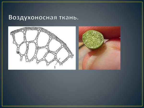 Воздухоносная паренхима аэренхима