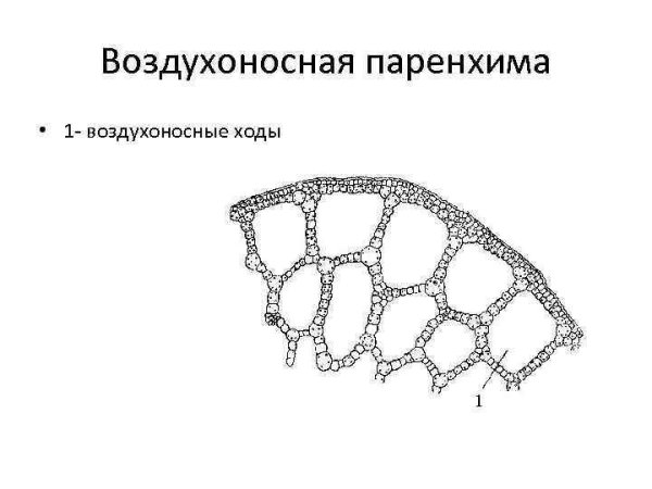 Аэренхима ткань растений