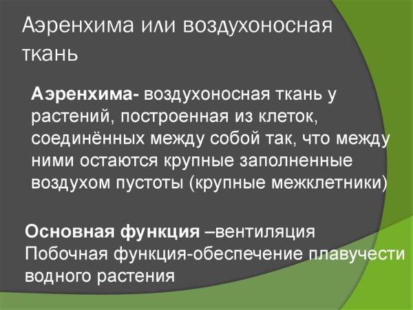 Аэренхима паренхима
