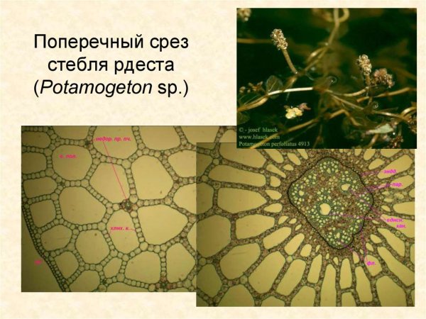 Поперечный срез стебля рдеста