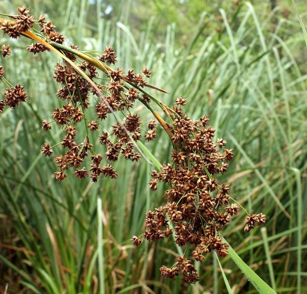 Cladium mariscus (l.) Pohl (меч-трава обыкновенная),