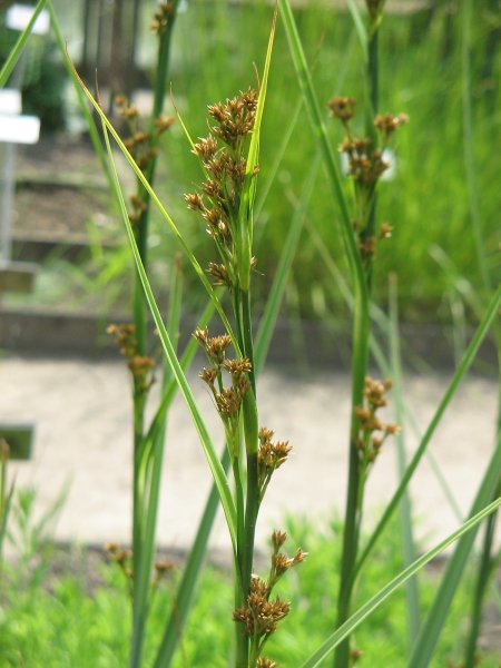 Cladium mariscus (l.) Pohl (меч-трава обыкновенная),