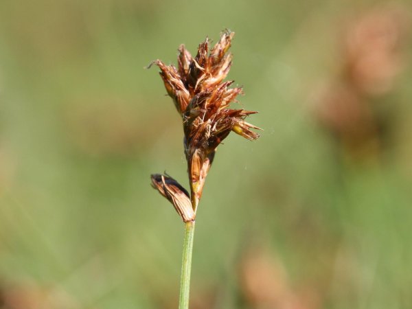 Меч-трава обыкновенная - Cladium mariscus