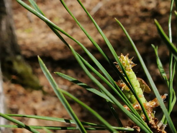 Меч-трава обыкновенная - Cladium mariscus