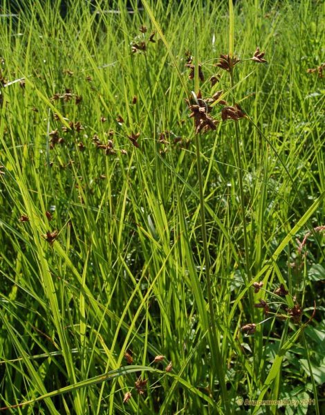 Cladium mariscus