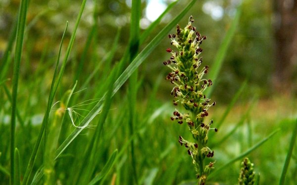 Cladium mariscus (l.) Pohl (меч-трава обыкновенная),