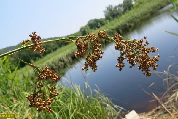 Камыш соцветие