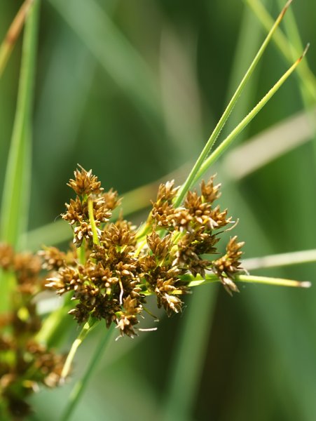 Cladium mariscus