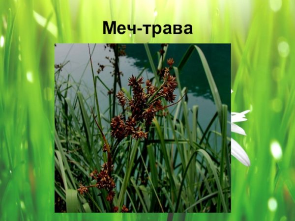 Камыш Озерный соцветие