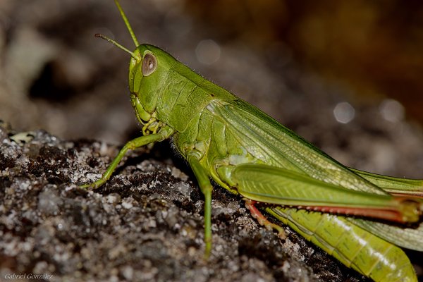 Саранча, Кузнечики, медведка
