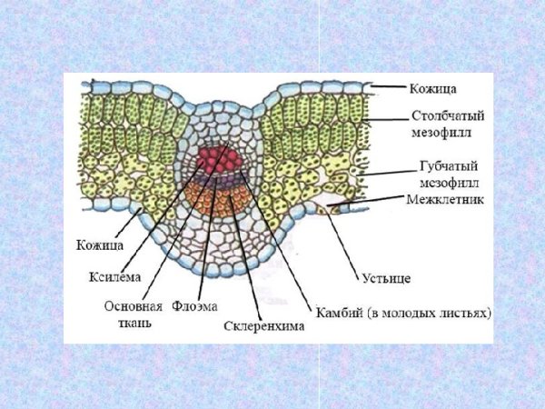 Клеточное строение листа поперечный срез