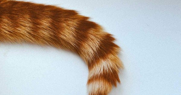Рыжий кошачий хвост