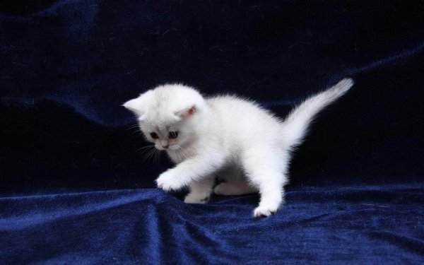 Белые котята с черными ушками