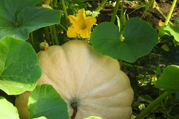 Cucurbita реро l