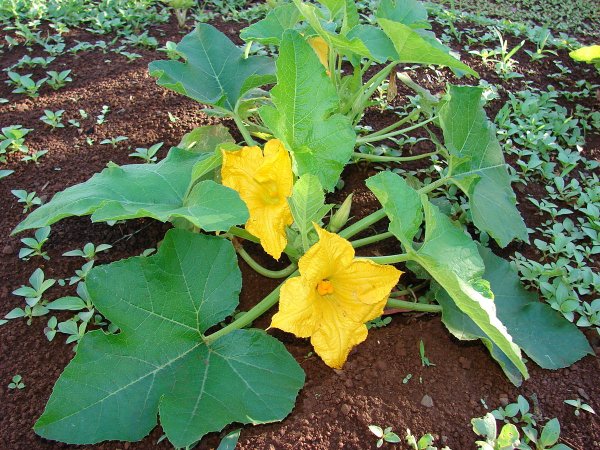 Тыква (Cucurbita Pepo)