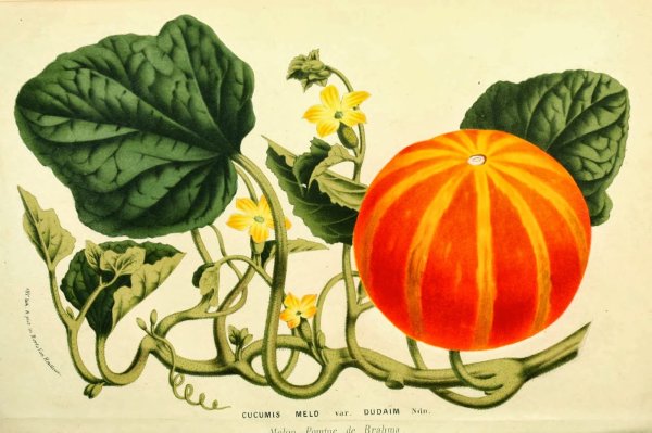 Дыня Cucumis Melo