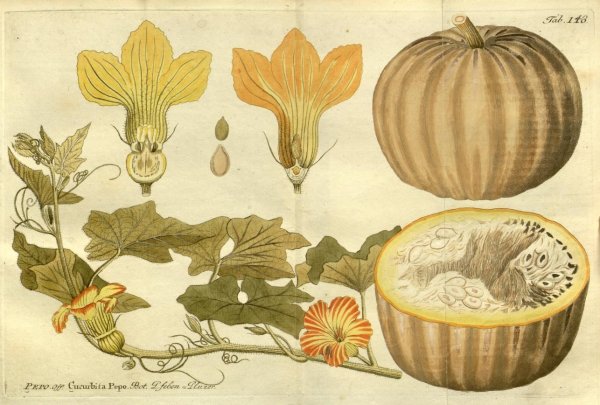 Растение Cucurbita
