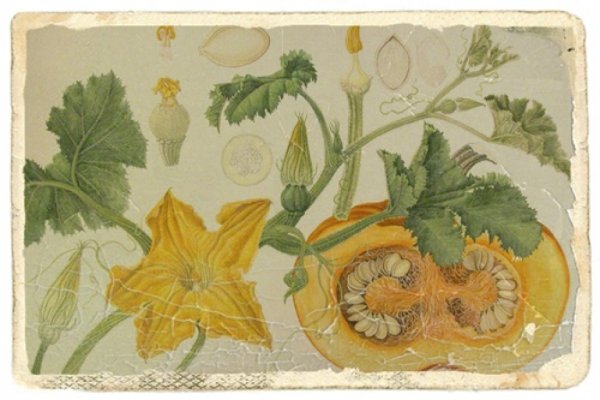 Тыква обыкновенная — Cucurbita Pepo l.