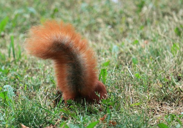 Пушистая белка