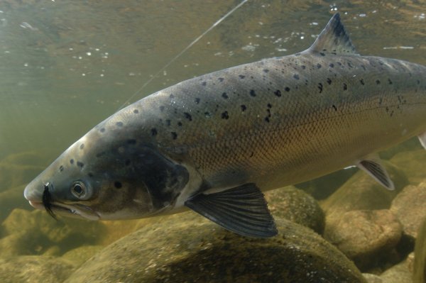 Лосось Salmo Salar.