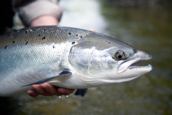 Atlantic Salmon рыба