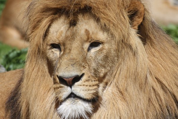 Картинки грива льва (48 фото)