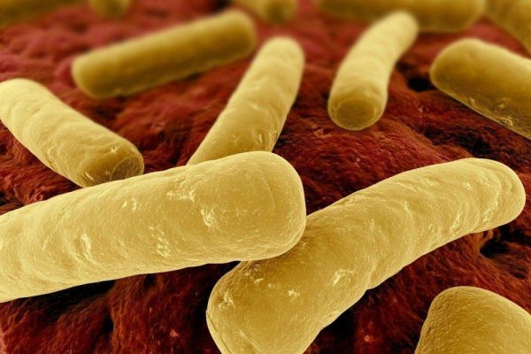 Клостридия диффициле Clostridium difficile
