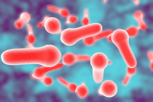 Клостридии ботулизма ( Clostridium botulinum ) ботулизм