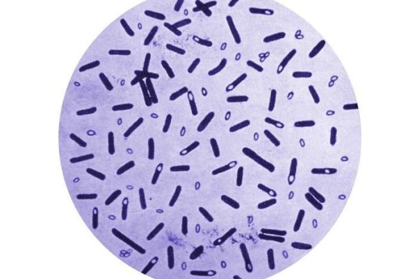 Clostridium botulinum возбудитель ботулизма