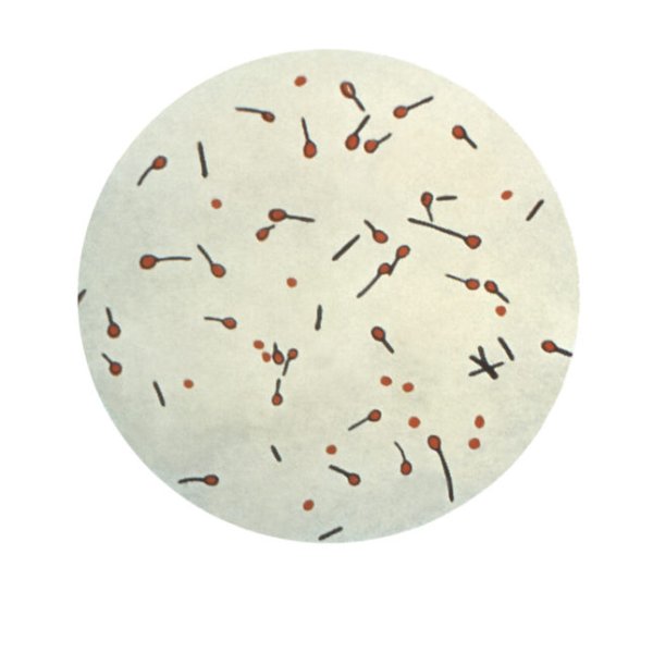 Столбнячная палочка Clostridium tetani
