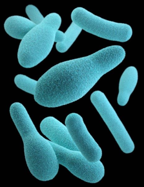 Clostridium botulinum возбудитель ботулизма