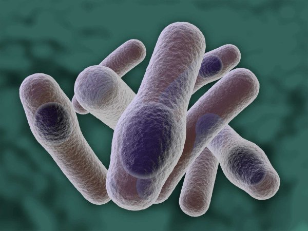 Столбнячная палочка Clostridium tetani