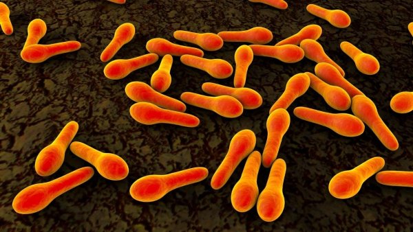 Столбнячная палочка Clostridium tetani