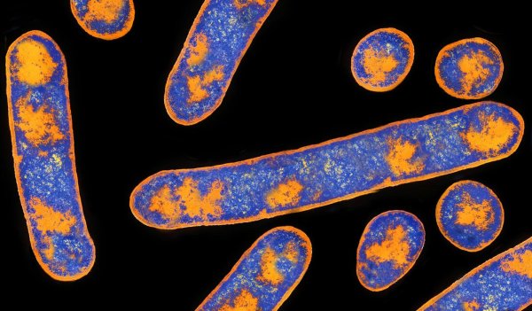 Клостридия ботулинум