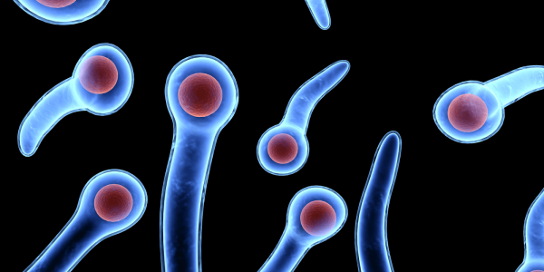 Clostridium omelianskii