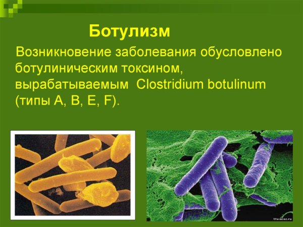 Клостридии ботулизма микробиология