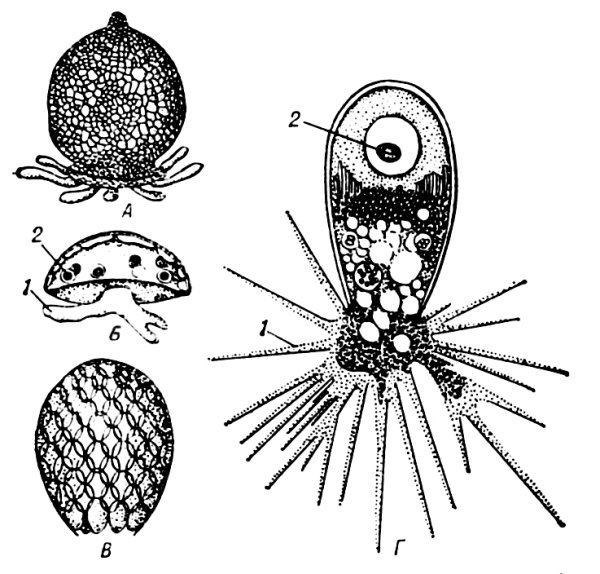 Амеба диффлюгия