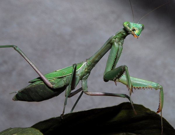 Mantis religiosa богомол