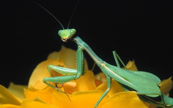 Ischnomantis Gigas богомол