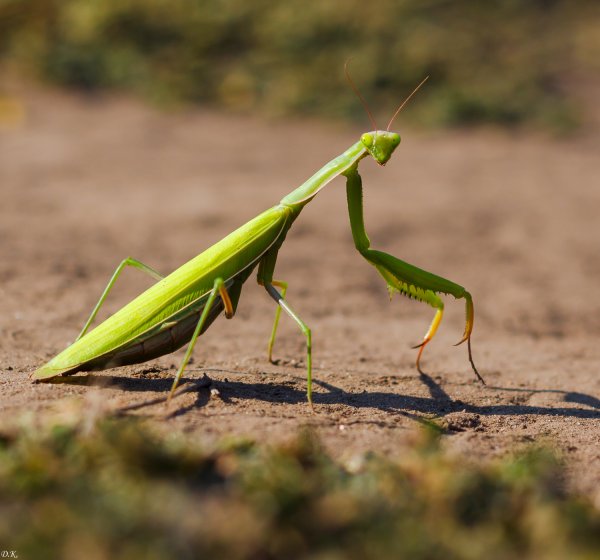 Земляной богомол (Geomantis Larvoides)