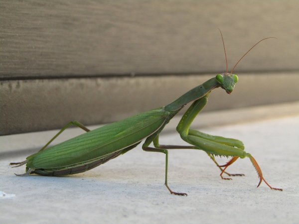 Богомол обыкновенный (Mantis religiosa)